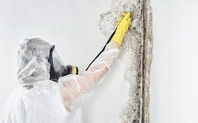 Best Mold Removal for HVAC Installations  in Coldwater, OH